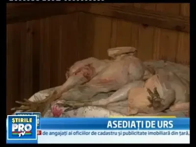Ursii din Busteni fac nazuri la gunoaie! Acum poftesc la gainile oamenilor