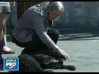 Tupeu maxim: Politia animalelor din Romania e un soi de... SRL