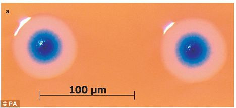 Joaca de-a Dumnezeu! A readus la viata o bacterie moarta!