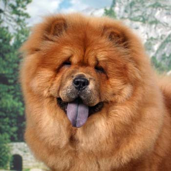 Un Chow Chow vioi, cel mai frumos catel de la o competitie canina!