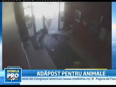 S.O.S pentru animale! O asociatie italiana vrea sa responsabilizeze soferii