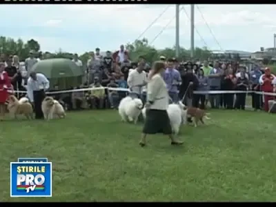 Un Chow Chow vioi, cel mai frumos catel de la o competitie canina