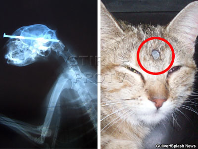 Miraculos! O pisica a trait cu un cui in cap! Un chirurg a salvat-o