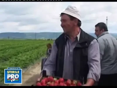 La noi totul e pe dos! Capsunile romanesti, mai scumpe decat cele straine