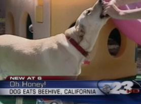 Cainele care adora mierea! A inghitit un stup cu tot cu albine!