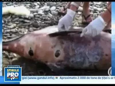 Masacru in Mediterana! Zeci de delfini ucisi de pescari