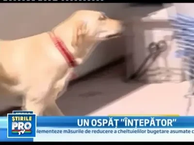 Cainele care adora mierea! A inghitit un stup cu tot cu albine!