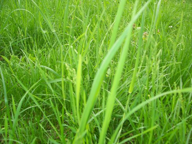 Atentie, incep controalele. Cine nu tunde vegetatia din fata locuintelor, risca amenda