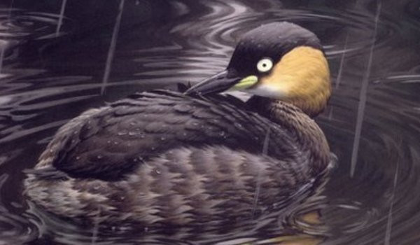 Judetul Timis va fi gazda celei mai mari expozitii de porumbei, iepuri si pasari exotice, din tara