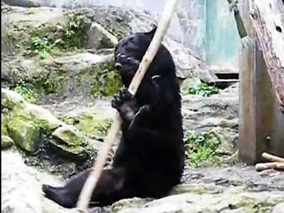 Catarat intr-un pom, un urs le-a dat mari batai de cap pompierilor