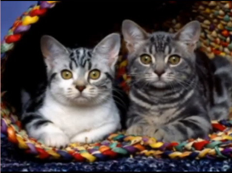 Serialul Lost continua, de data aceasta cu... pisici! Video