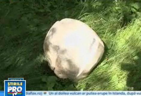 Poftiti la masa! Astazi in meniu: ciuperca uriasa