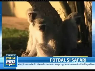 Africa de Sud propune: intre doua meciuri, vizitati cel mai mare safari