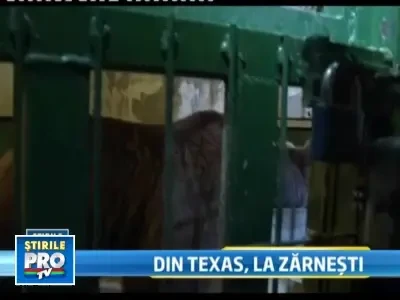 Ursoaica americana adusa in Rezervatia de la Zarnesti