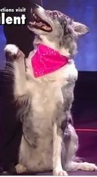 Chandi, cainele dansator, face furori la Britain’s Got Talent! E in finala