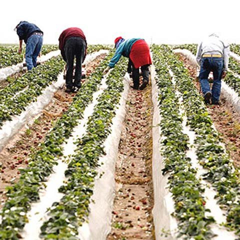 Romanii care se afla in Spania, neafectati de restrictiile impuse de guvern pe piata muncii