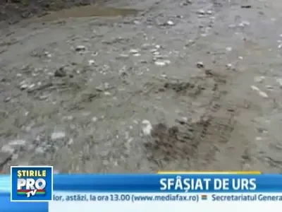 Barbat sfasiat de urs. Animalul a atacat fulgerator