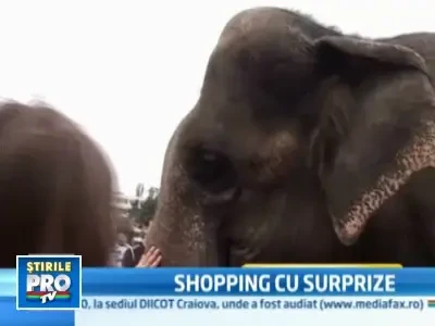 O camila si un elefant au dat buzna intr-un mall din Constanta