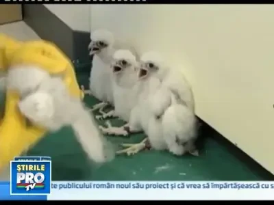 Patru pui de soim, salvati din apropierea unei statii de inalta tensiune