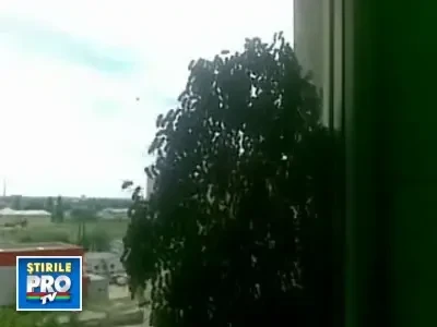 Invazie de albine in sectorul 5 din Bucuresti! VIDEO