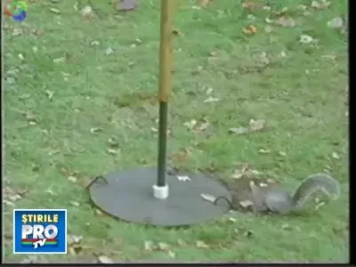 Veverita in cautare de alune: nimic nu e imposibil