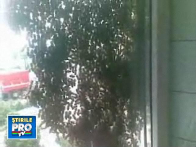 Invazie de albine in sectorul 5 din Bucuresti! VIDEO