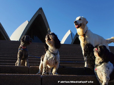 La Sydney a avut loc primul concert de catei