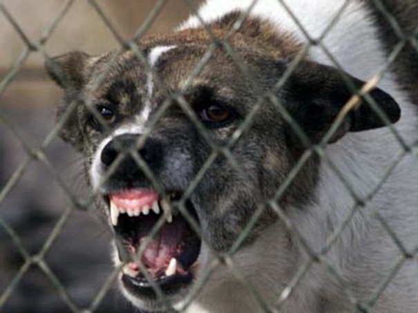 Un brailean era cat pe ce sa fie linsat de propriul caine