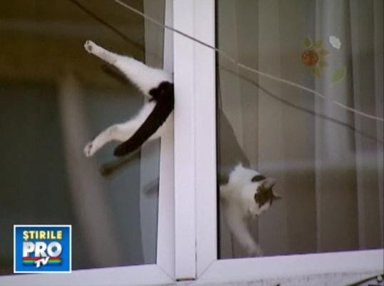 Cracanata in geam! Circ in strada cu pisica buclucasa