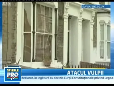 Doua gemene de 9 luni au fost muscate de o vulpe care a intrat in casa