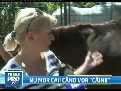 Razbunare crunta! Furios pe un barbat, un carciumar i-a injunghiat calul