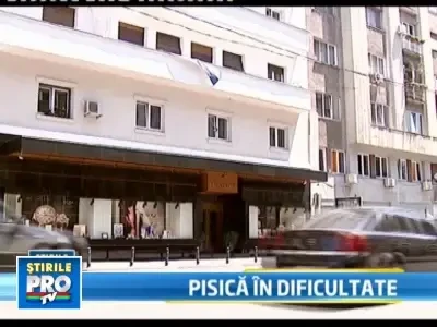 Cracanata in geam! Circ in strada cu pisica buclucasa