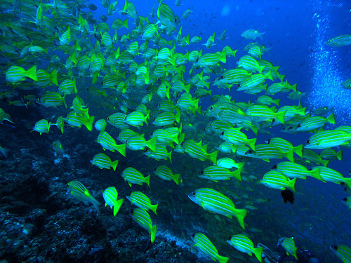 Pescuit abuziv in Marea Egee. Sute de specii marine, pe cale de disparitie
