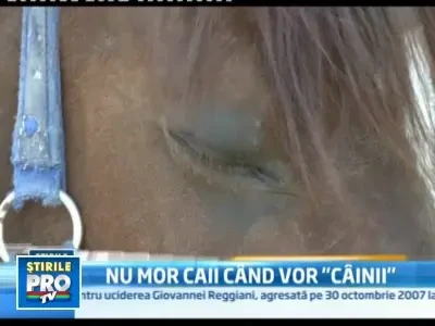 Pescuit abuziv in Marea Egee. Sute de specii marine, pe cale de disparitie