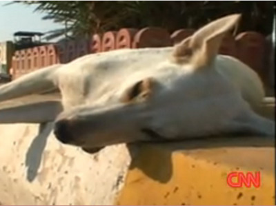 Macel curat: irakienii ucid 1,5 milioane de maidanezi in Bagdad