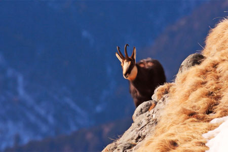 S-au numarat caprele negre, in masivul Bucegi!