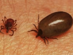 Primaria declara razboi capuselor. Vezi cum sa te feresti de ele si ce faci daca ai fost muscat