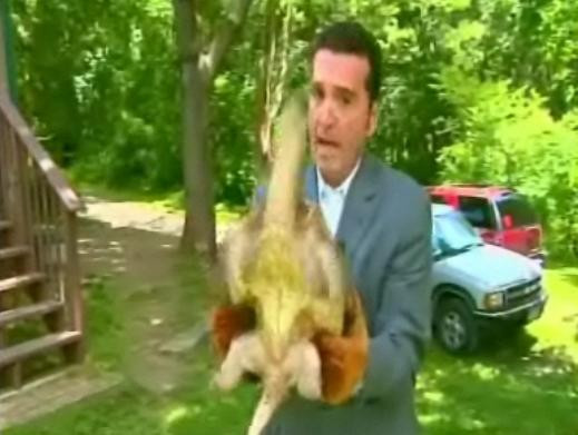 Riscurile meseriei! Reporter muscat de nas de o broasca testoasa