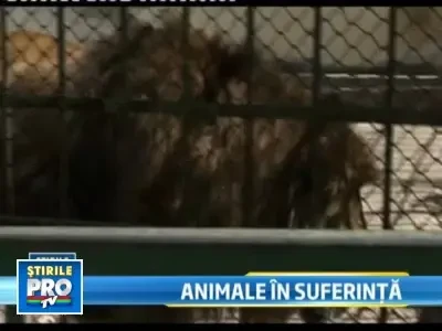 Canicula, un adevarat iad pentru animalele de la gradinile zoologice