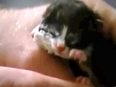 Agitatie in Charleston, SUA. A venit pe lume pisoiul cu doua capete