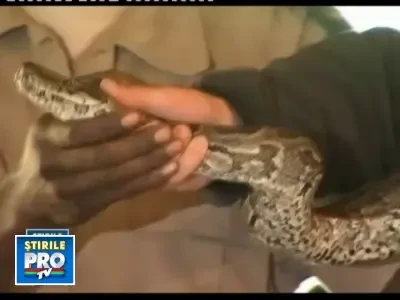 Printii William si Harry, fata in fata cu un piton de 3 metri!