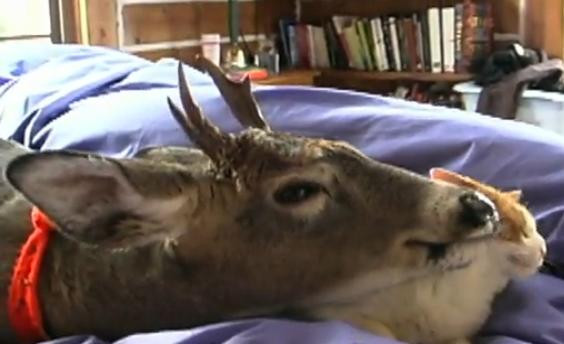 Cea mai pupacioasa caprioara din lume: nu iarta nici pisica! Video