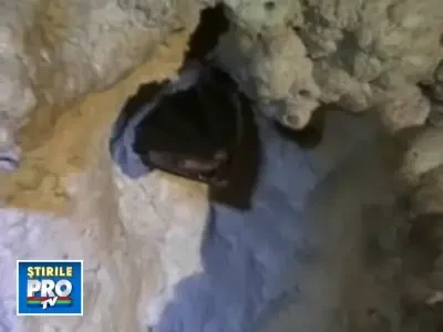 In vremuri de criza, autoritatile cheltuie 500.000 de euro cu ... liliecii