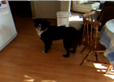 Cel mai politicos caine din lume! Sanctioneaza gesturile obscene