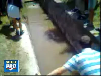 Salut, domnule Castor! Exemplar prins in centrul orasului Covasna