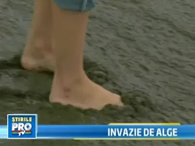 Plaja de la Mamaia, invadata de alge