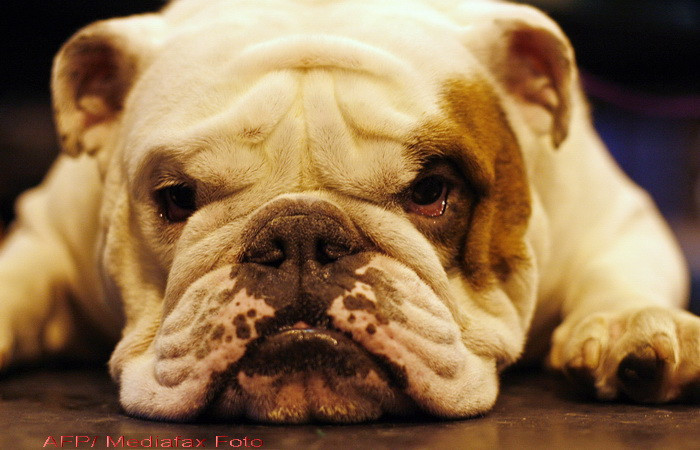 Scandalos. Un politist a impuscat in cap un caine inofensiv. Video