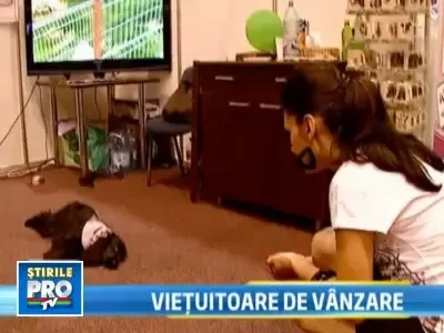 Romanii prefera animale de casa exotice