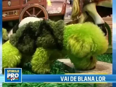 Noua manie chinezeasca: animale de casa vopsite si coafate