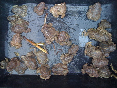 I-a bagat in sperieti! Ploaie cu broaste intr-un orasel din Ungaria